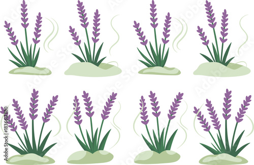 Lavender plant illustrations set with purple flowers, aromatic herbs, garden botanical elements, natural floral design, vector collection for decoration and branding