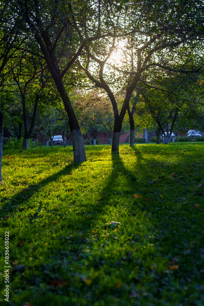 Obraz premium Park clearing with long shadows at sunset in early autumn