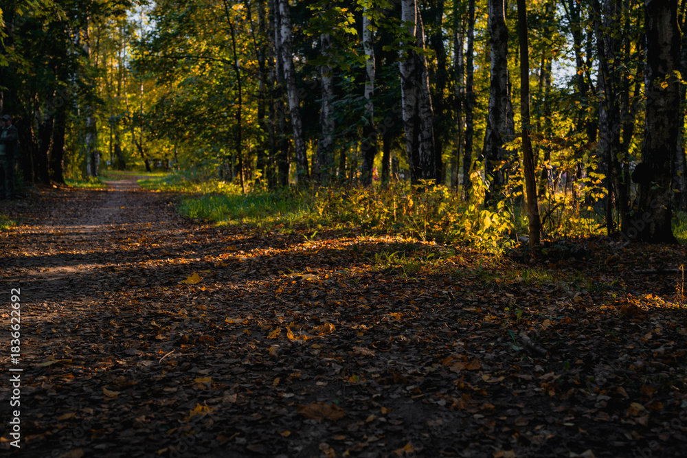 Obraz premium Autumn forest path with fallen leaves and golden sunlight