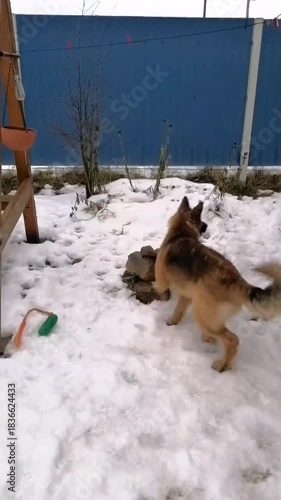 A cute young German shepherd plays in the yard, runs in the snow, and catches bubbles.