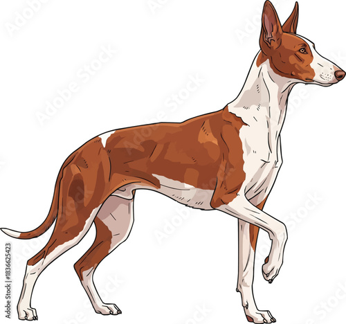 Ibizan Hound dog standing alert focused raising paw
