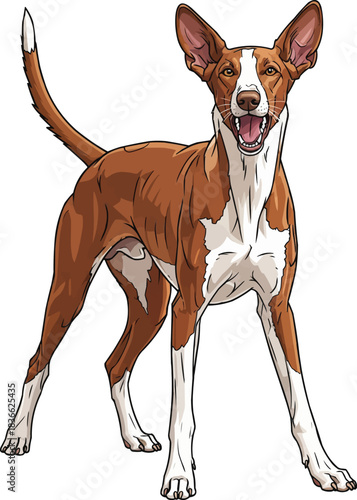 Ibizan Hound dog alert barking aggressive stance