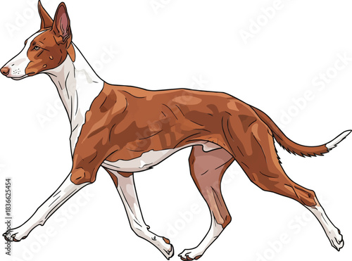 Ibizan Hound dog walking trotting gait elegant movement