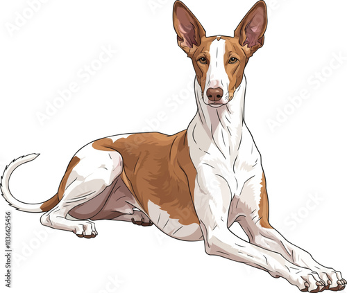 Ibizan Hound dog lying down relaxed with raised head