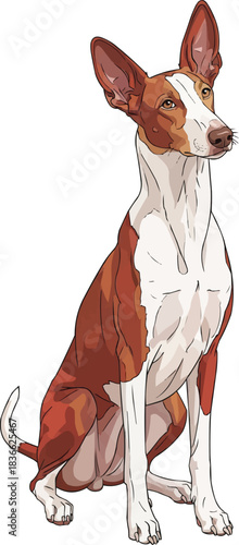 Ibizan Hound dog sitting curious cute attentive stance