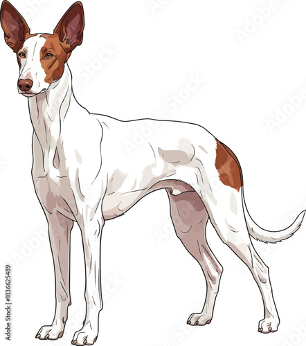Ibizan Hound dog standing alert focused stance