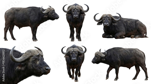 Set of an african buffalo in different poses, standing, lying, walking isolated on a transparent background