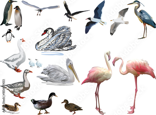 nineteen birds collection on white background