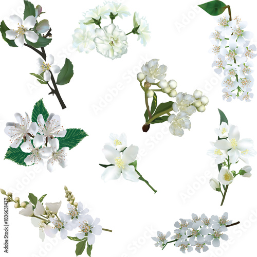 nine spring tree blossoming branches on white