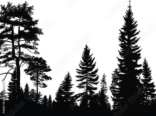 large black firs and pines isolated forest illustration