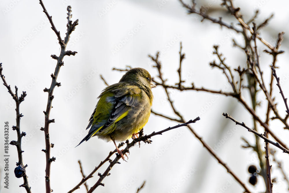 Fototapeta premium European Greenfinch (Chloris chloris) - Common in woodland, parks and gardens across Europe