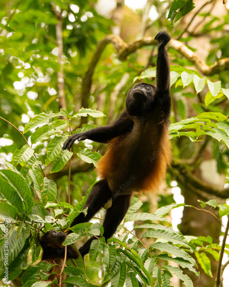 Obraz premium Young Howler Monkey in a Tree in a Costa Rican Rain Forest