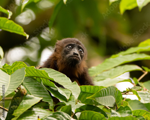 Obraz na plátně Young Howler Monkey in a Tree in a Costa Rican Rain Forest