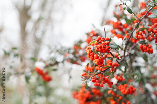 Winter rowan tree close-up. Groups of bright red berries, mountain ash, in the ice, covered in ice. branch of red rowan in winter in snow. place for text. red berries, autumn season