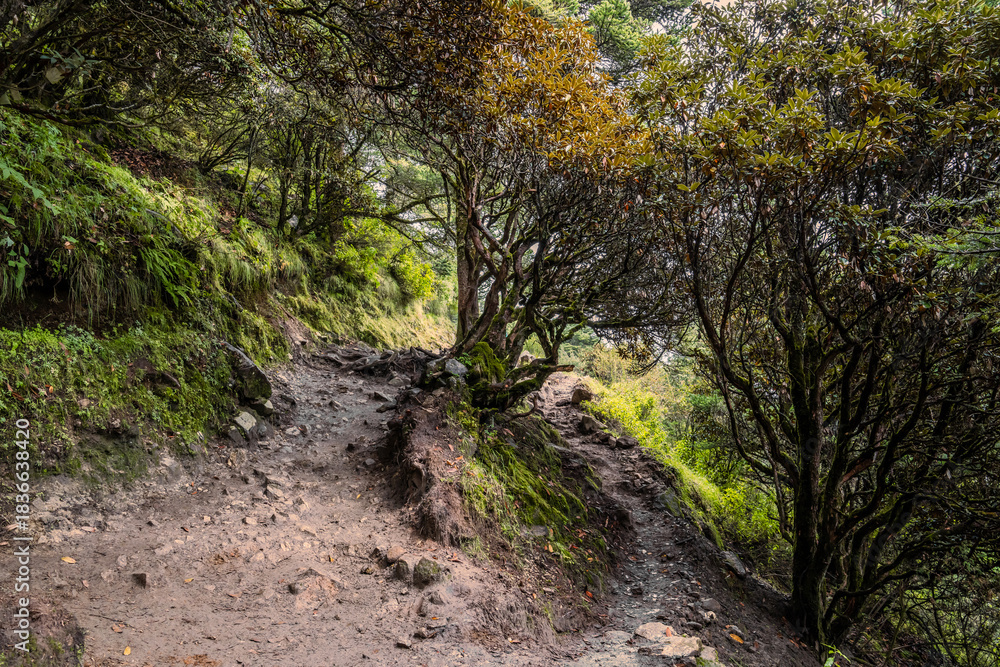 Naklejka premium Trekking route in rhododendron forest between Phungi Thanga and Tengboche. Everest base camp trekking in Nepal.