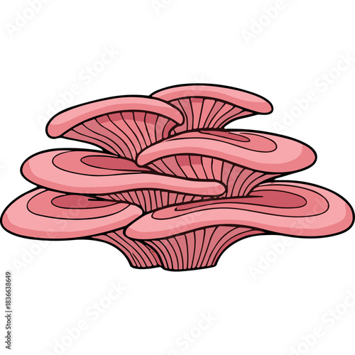 A Cluster of Pink Oyster Mushrooms with Detailed Gills and Stems on a Black Background Vector Illustration
