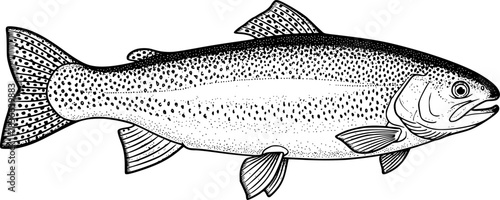 rainbow trout fish engraving black and white outline
