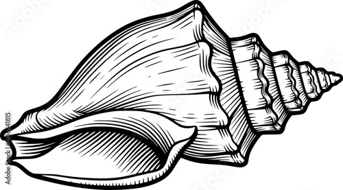 conch shell engraving black and white outline
