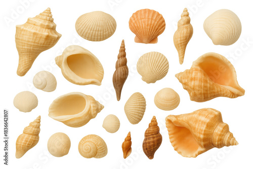 Natural seashell collection featuring various mollusk shells, conchs, and scallops illustrating ocean life, transparent background