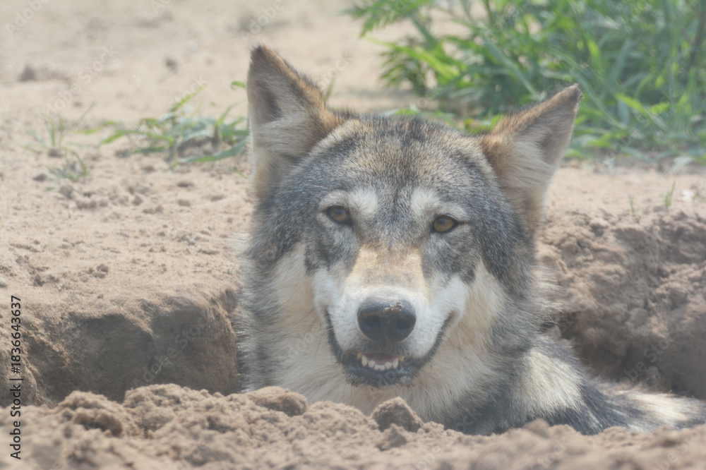 Fototapeta premium Summer Denning Timber Wolf