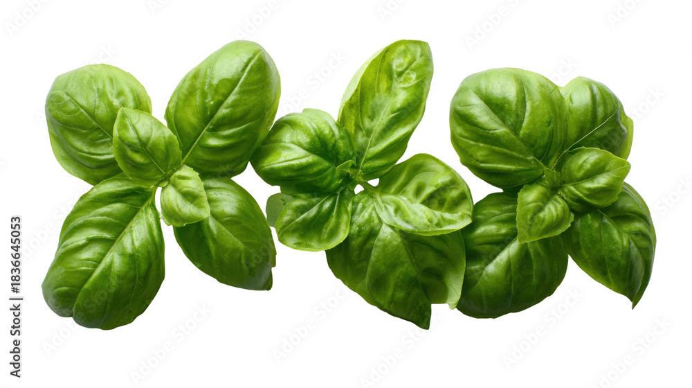 Fototapeta premium Fresh green basil leaves providing flavor for healthy cooking and culinary preparations. Organic herb on transparent background