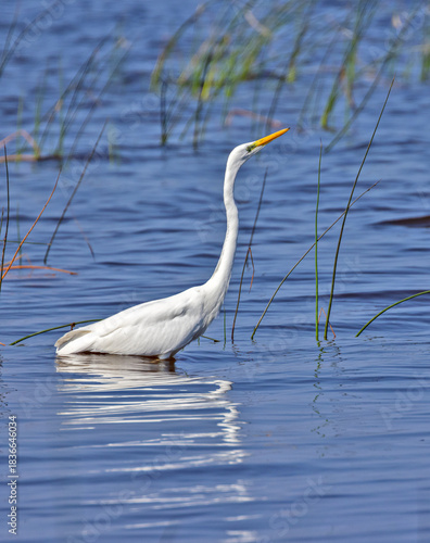 white large heron with reflection in water