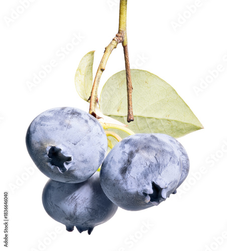 blueberry branch with large three fine ripe berries
