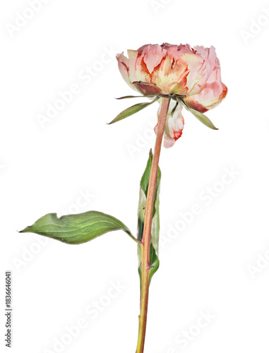 dark and light red peony bud with green leaves
