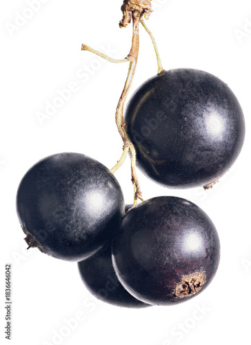 fine bunch of black currant  with four large berries on white