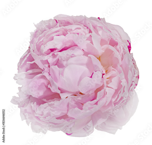 light pink peony isolated single lush bloom on white