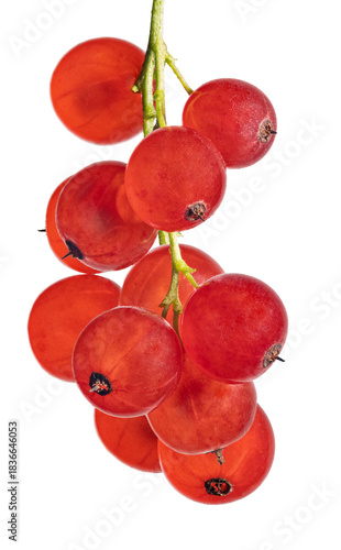 bunch of red currants with bright berries on white
