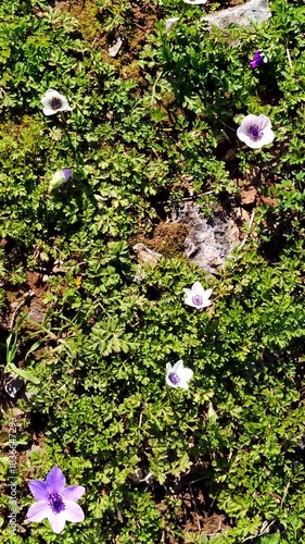 Bright Spring Flowers Bloom in a Sunny Garden With Green Grass