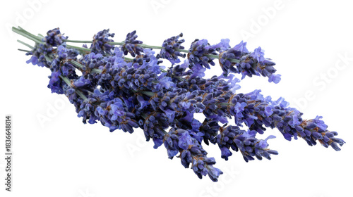 Fresh lavender sprigs with purple flowers displaying natural beauty and aroma, transparent background