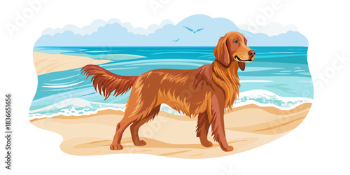 Portrait close-up of the beautiful young irish red setter on a background of on the beach by the sea  on a beach  a vector art png