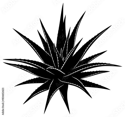 A black and white illustration of an agave plant, aloe vera, black, illustration, plant, spike, stab, star, white, against transparent background
