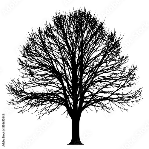A black and white silhouette of a bare tree with no leaves, black, profile, tree, against transparent background