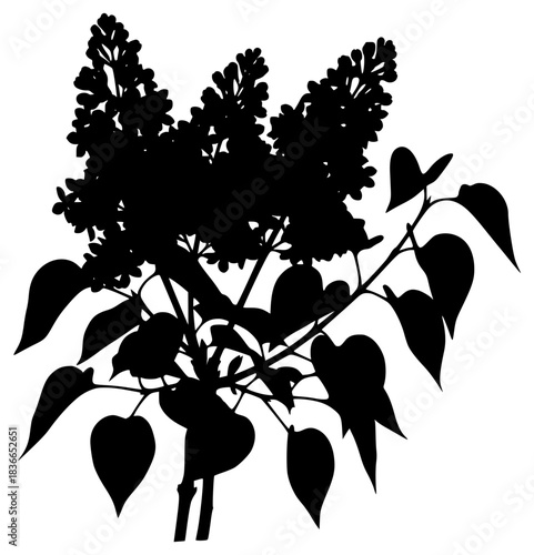 A black silhouette of a branch with leaves and flowers, black, bouquet, branch, flower, heart, illustration, lilac, plant, profile, stem, twig, white, against transparent background
