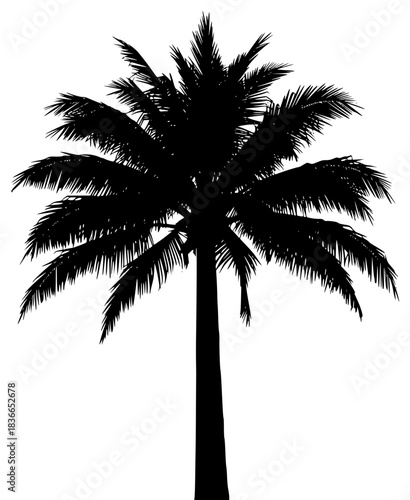 A tall palm tree silhouette against a plain , black, coconut tree, palm tree, profile, against transparent background