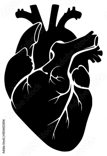 A black and white silhouette of a human heart with veins, black, heart, icon, illustration, person, pipe organ, profile, against transparent background