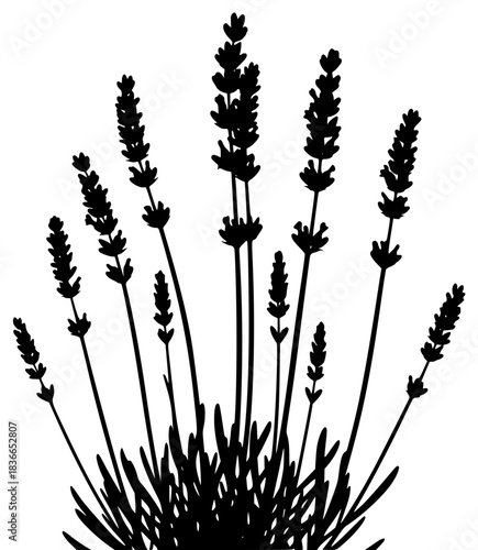 A black and white silhouette of a bunch of lavender flowers, black, flower, lavender, plant, profile, stem, white, against transparent background