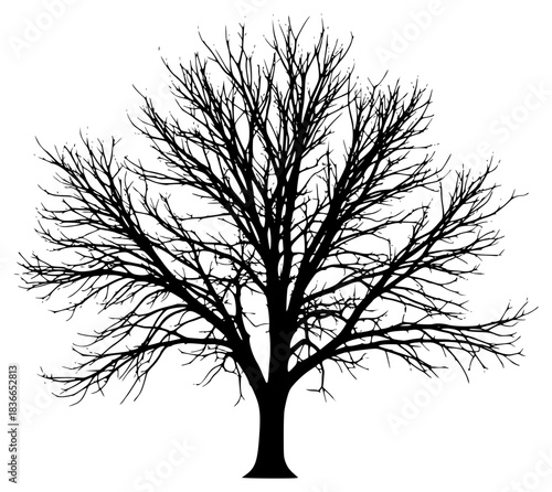 A black and white silhouette of a bare tree with no leaves, black, illustration, profile, tree, against transparent background