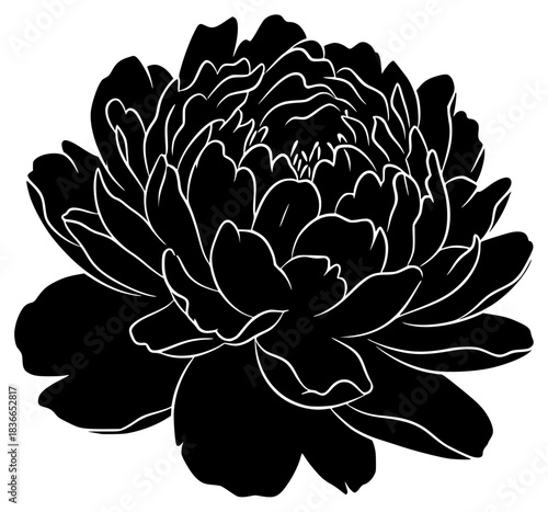 A black and white silhouette of a flower, black, flower, icon, illustration, lotus, peony, profile, white, against transparent background
