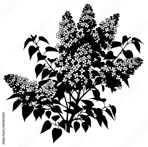 A black and white silhouette of a bouquet of lilies of the valley, black, bouquet, branch, flower, illustration, lilac, plant, profile, white, against transparent background