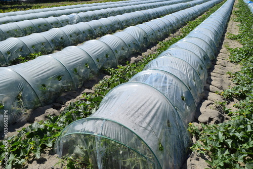 ビニールトンネル栽培