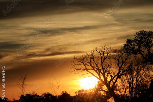 Sunset in the Country with a tree silhouette