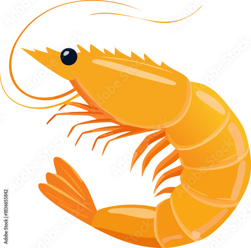 vector illustration of shrimp