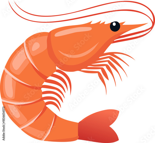 vector illustration of shrimp