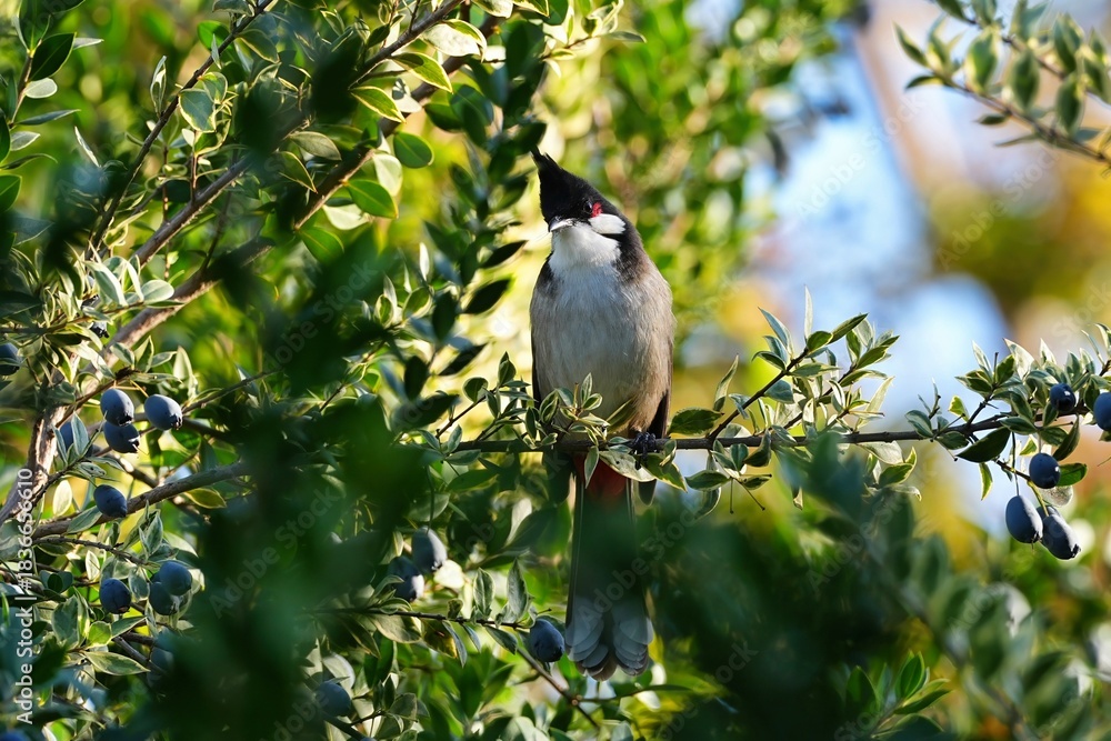 Obraz premium The red-whiskered bulbul (Pycnonotus jocosus), or crested bulbul, is a passerine bird native to Asia.
