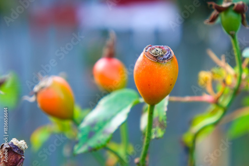 close up of orange rosehips with soft focused garden background