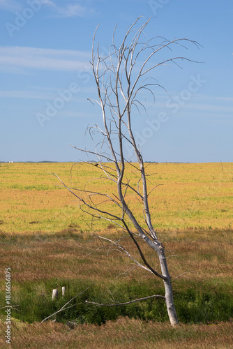 Nature landscape of a yellow agricultural field, dry brown grass and dead tree trunk and blue sky.
